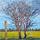 Blackthorn Painting Small